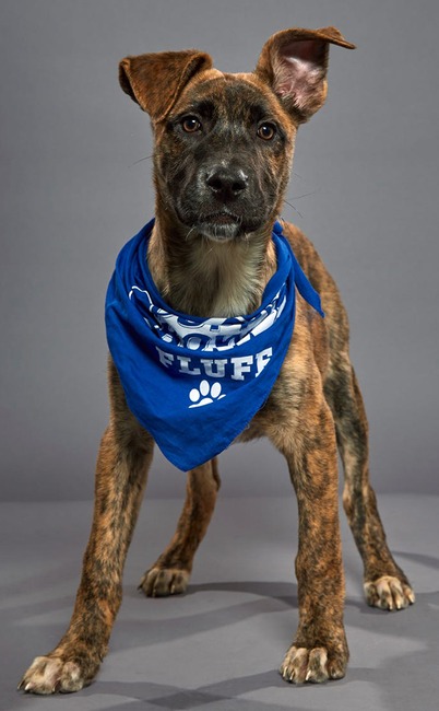 Puppy Bowl XVI